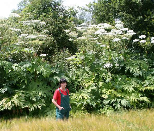 Die Bekämpfung von gebietsfremden Pflanzen wird nun gefördert.Foto: Fred Duscha