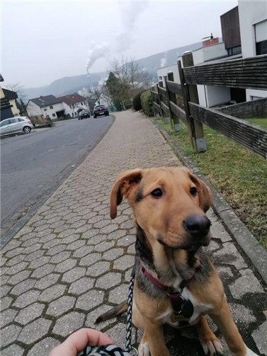 Die Besitzer warten auf Hinweise zum Verbleib von Polly. Foto: privat