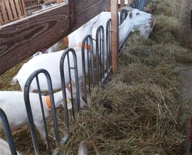 Die Besucher erhielten Einblicke in den Ziegenstall der Fromagerie in Oberrod.