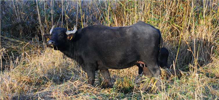 Die Beweidung durch karpatische Wasserbüffel trägt dazu bei, das NSG als Lebensraum für geschützte Tierarten zu optimieren.Foto: Helmut Hotek