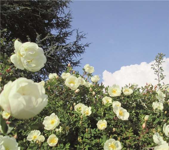 Die Bibernell-Rose in ihrer vollen Blütenpracht.privat