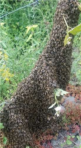Die Bienen gruppierten sich um ihre Königin an einem Rebstock.