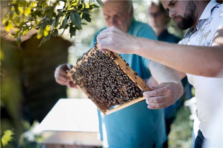 Die Bienen, ihr Wesen und ihre Bedürfnisse stehen bei den Imkerkursen von Mellifera e. V. im Vordergrund. Foto: Mellifera e.V.