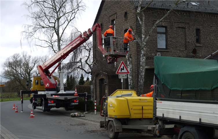 Die Birken an der Alten Schule mussten entfernt werden. Gemeinde Swisttal