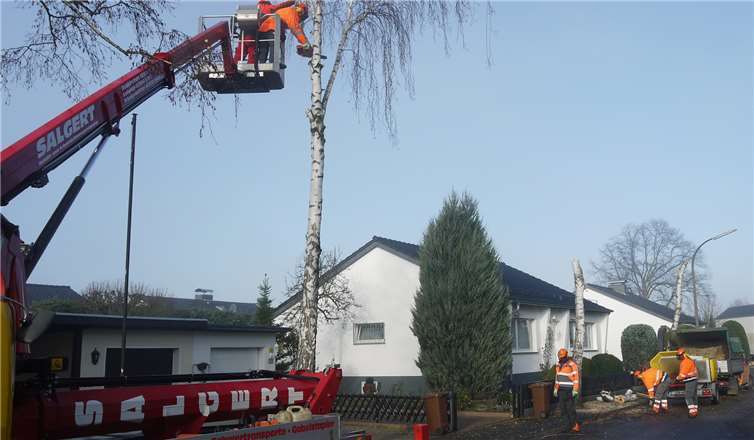 Die Birken in der Birkenallee wurden entfernt.Privat