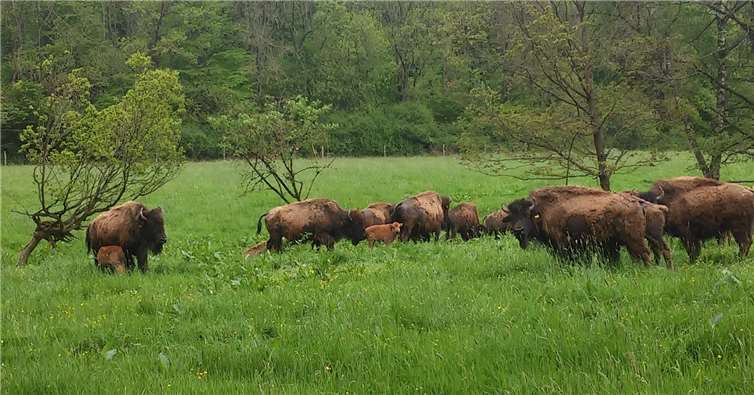 Die Bisonherde von Familie Boller freut sich sicherlich über einen Besuch. Foto: privat