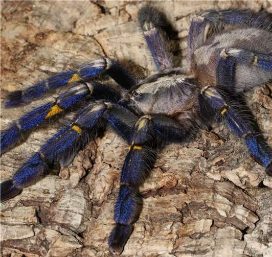 Die Blaue Ornamentvogelspinne.Fotos: privat