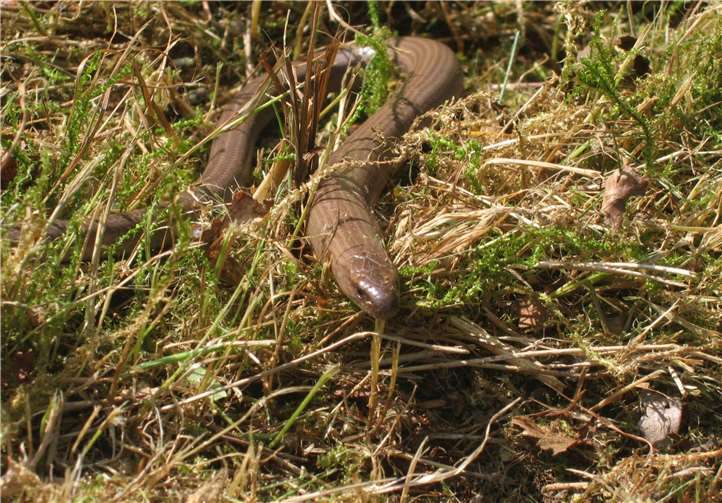 Die Blindschleiche steht unter Artenschutz. Foto: Rhein-Sieg-Kreis