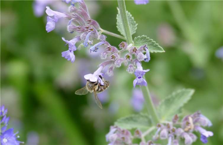 Die Blüten der Katzenminze locken immer viele Insekten an. Die robuste, pflegeleichte Staude ist ein wahrer Dauerblüher und kann als kleiner Beitrag für mehr Biologische Vielfalt sehr gut im eigenen Garten verwendet werden. Foto: Ursula Völl