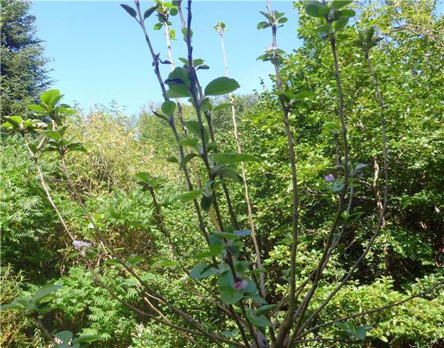 Die Blütenansätze für das kommende Jahr sind bei jedem Baum jetzt schon vorhanden.