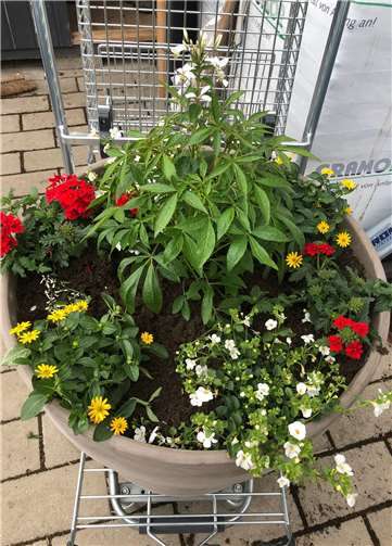 Die Blumenschmuck-Aktion soll ein Zeichen der Hoffnung setzen.Fotos: privat