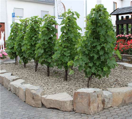 Die Bruchstein-Beeteinfassung ist bereits fertig. privat