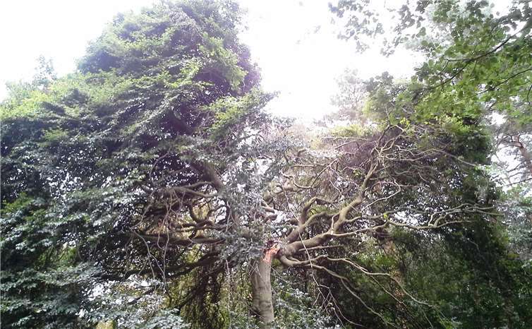 Die Bruchstelle bietet ein Einfallstor für Schadorganismen, daher steht zu befürchten, dass die Hexenbuche in einigen Jahren absterben wird. Stadt Rheinbach