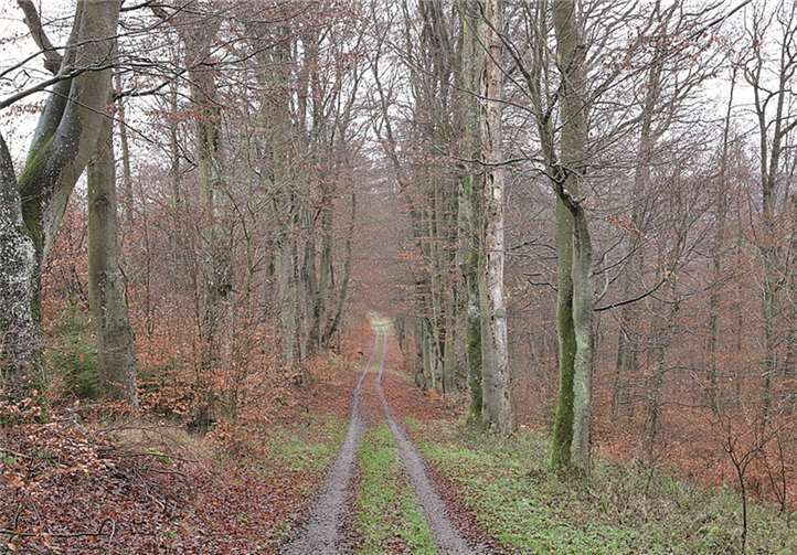 Die Buchenallee lädt zu einem Spaziergang ein, wenn auch noch zu einem risikobehafteten. P.Brenk/LandesforstenRLP