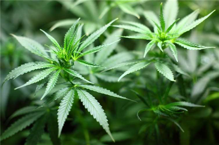 Die Bundesregierung plant, den Besitz von Cannabis zu entkriminalisieren. Foto: pixabay.com