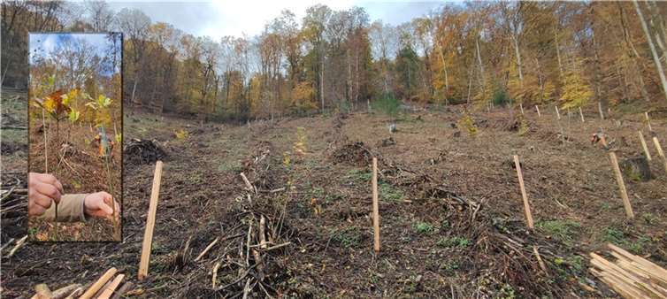 Die CPS-Datensysteme GmbH unterstütze den Vallendarer Wald.  Foto: Beate Dahinten