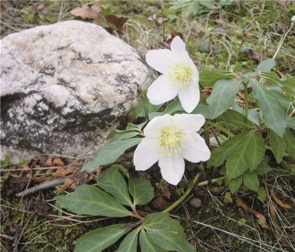 Die Christrose wird auch als Schneerose bezeichnet. privat