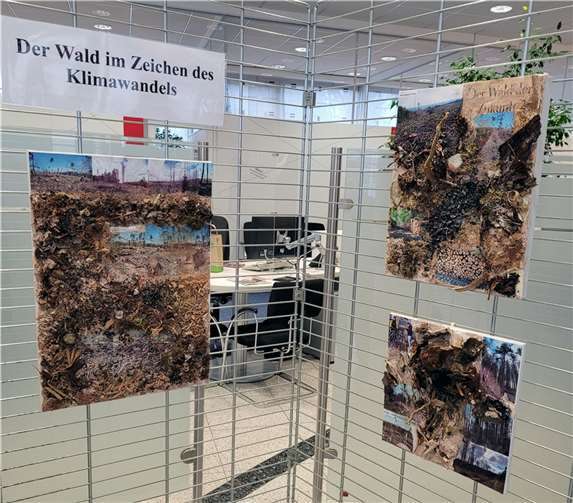 Die Collagen zeigen die Auswirkungen des Klimawandels auf den Wald.