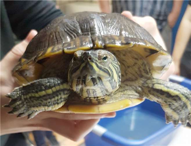 Die Cumberland Schmuckschildkröte kam als Fundtier ins Tierheim Remagen. privat
