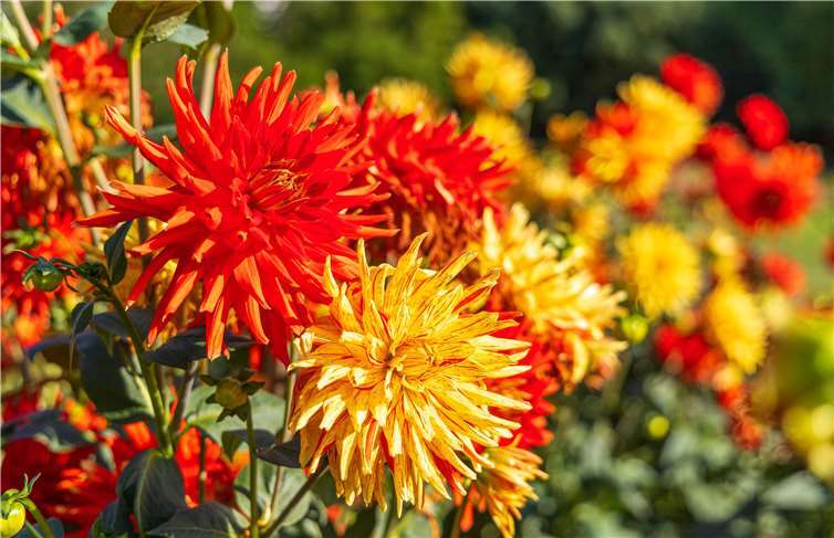 Die Dahlien blühen auf der Landesgartenschau erst 2023. Foto: Landesgartenschau gGmbH