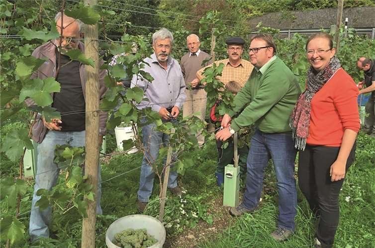 Die Delegation aus Brohl pflegt nicht nur den Weinberg, sondern auch die rheinübergreifende Freundschaft. Jetzt war ernten angesagt.Privat