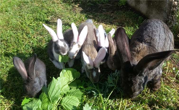Die Deutschen Riesen wurden vom Veterinäramt sichergestellt. Foto: privat