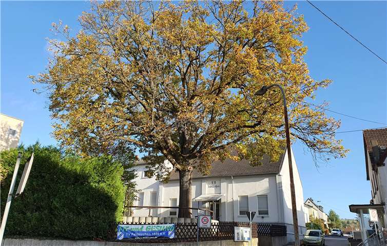 Die Eiche hat den Pilz „Hallimasch“. Die Standfestigkeit ist gefährdet. Fotos: privat