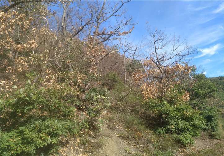 Die Eichen in den Steillagen des Ahrgebirges sterben teilweise ab.