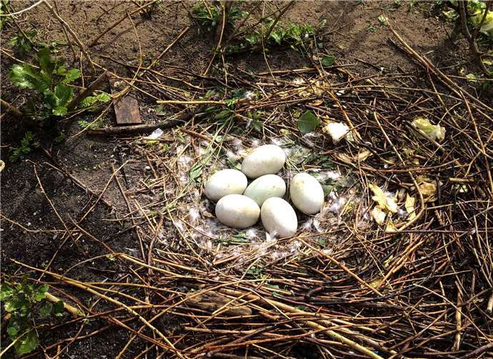 Die Eier sind nun vor einem möglichen Hochwasser geschützt.