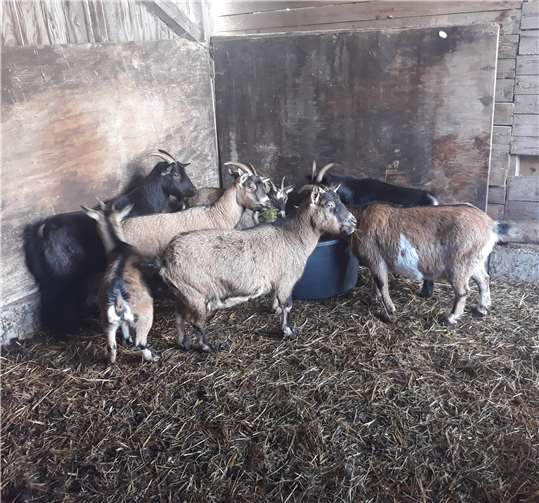 Die Eigentümer der entlaufenen Zwergziegen werden gesucht.Privat