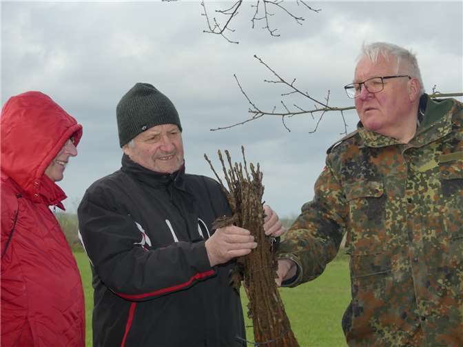 Die Elsbeere kommt am besten mit Trockenheit zurecht und soll eine Bereicherung für den Waldbau sein.