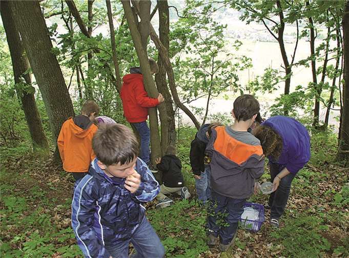 Die Entdeckerkinder sammelten im Wald Eicheln, die von Ameisen bewohnt sind.privat