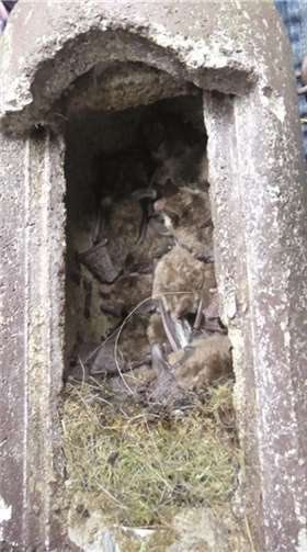 Die Entdeckung von zwölf Fledermäusen in einem einzigen Kasten war Höhepunkt der erlebnisreichen Naturschutzaktion.