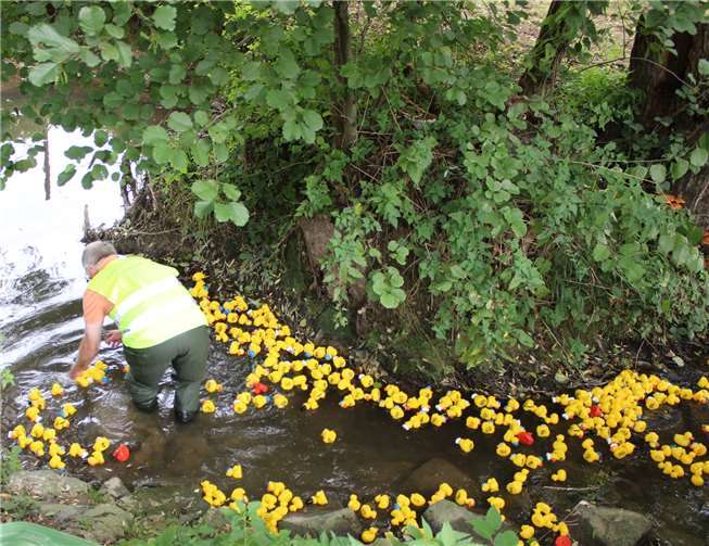Die Enten auf dem Weg in Richtung Ziel.