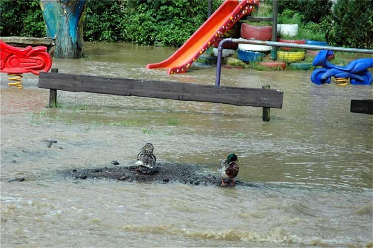 Die Enten hatten eine kleine Insel entdeckt