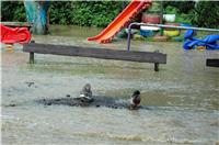 Die Enten hatten eine kleine Insel entdeckt