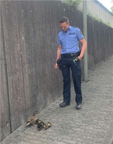Die Entenfamilie entzogen sich der polizeilichen Maßnahmen durch „Flucht“. Foto: Polizeiinspektion Betzdorf