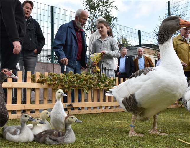 Die Entenküken entpuppten sich als Publikumsmagnet