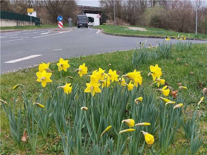 Die Ergebnisse der herbstlichen Blumenzwiebelpflanzaktionen werden sichtbar.  Foto: OG Ochtendung