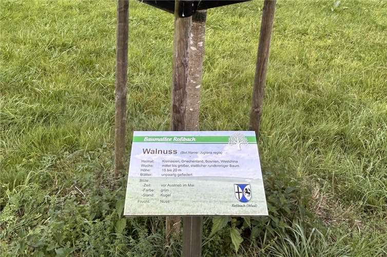 Die Erläuterungstafeln geben Auskunft über die Baumarten entlang des beliebten Wanderweges „In der Neuwiese“ in Roßbach.Foto: Thomas Boden