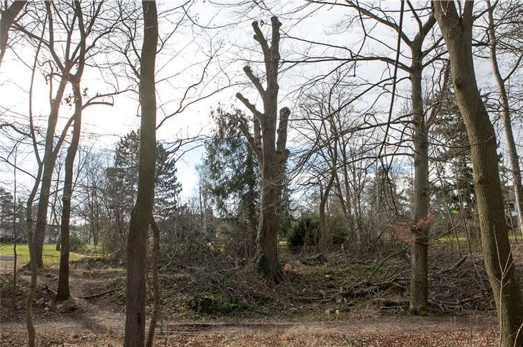 Die Esche im Rheinbacher Stadtwald, an der am 26. Januar 1945 drei Jugendliche Ukraine erhängt wurden, musste aus Sicherheitsgründen radikal gestutzt werden. Foto: JOST