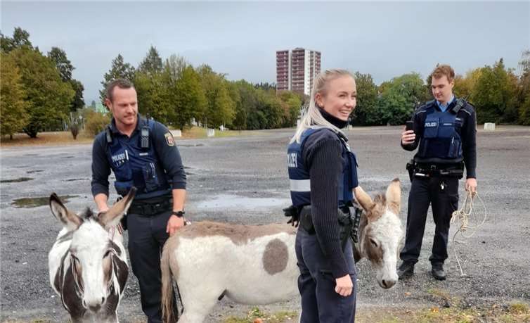 Die „Esel-Aktion“ wurde erfolgreich abgeschlossen.Foto: Privat