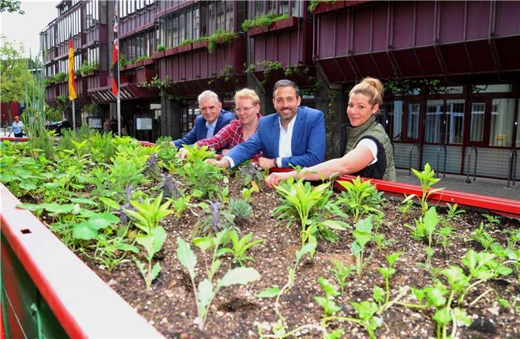 Die „Essbare Stadt“ blüht auch in der Innenstadt auf. Jetzt erfreut der mobile Schulgarten die Besucherinnen und Besucher vor dem Rathaus. Und bald folgen die Hochbeete. Darüber freuen sich Oberbürgermeister Christian Greiner (2. von rechts), Bürgermeister Claus Peitz, Anneli Karlsson, Sachgebietsleitung Umwelt und Nachhaltigkeit, sowie Christina Jung (rechts) von der Beschäftigungsgesellschaft „Perspektive“. Foto: Stadt Andernach/Maurer