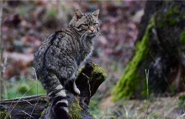 Die Europäische Wildkatze. Foto: Harry Neumann