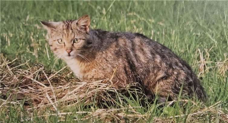 Die Europäische Wildkatze kommt im Bereich der Mittelgebirge, vor allem im Landkreis Cochem-Zell noch häufig vor. Sie kann bis zu 10 Jahre alt werden.