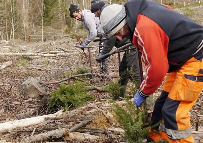 Die Firma enen endless energy GmbH hat dem Projekt des Kinderschutzbundes gleich 1.000 Bäumchen finanziert. Je 500 Buchen und Hemlocktännchen sind bereits gepflanzt.