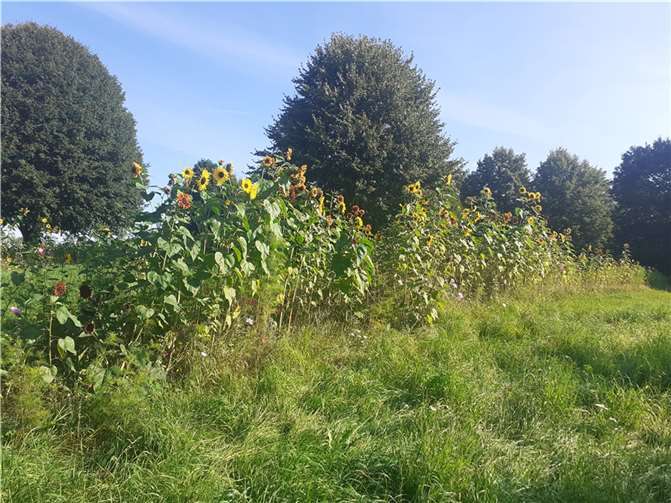 Die Fläche, die aus insgesamt drei Streifen besteht, ist ein Paradies für Insekten wie Bienen und Schmetterlinge.