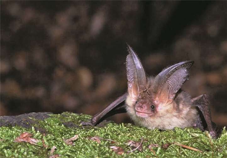 Die Fledermausart Braunes Langohr. Volker Hartmann