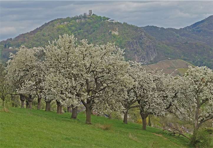 Die Fotoausstellung "Wachtberger Glanzlichter" wurde verlängert. Heinz Contzen