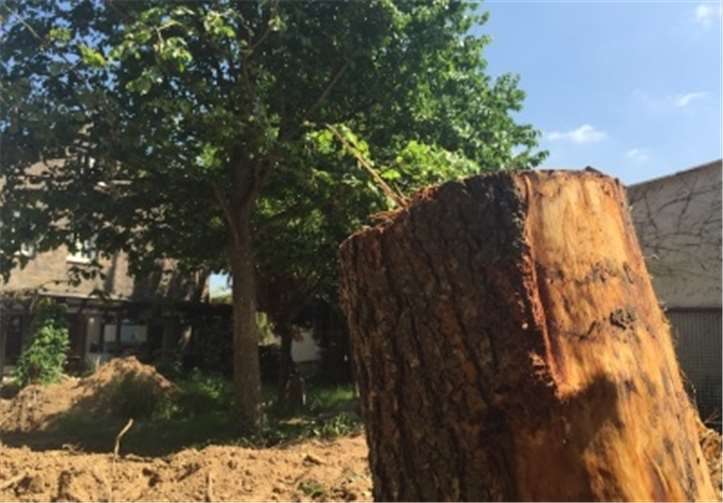 Die Fraktion Bündnis90/Die Grünen versucht mit einem erneuten Antrag an die zuständigen Gremien des Rates der Gemeinde Swisttal, den Erlass einer Satzung zum Schutz wertvoller und ortsprägender Bäume zu erreichen. Bündnis 90/Die Grünen Swisttal